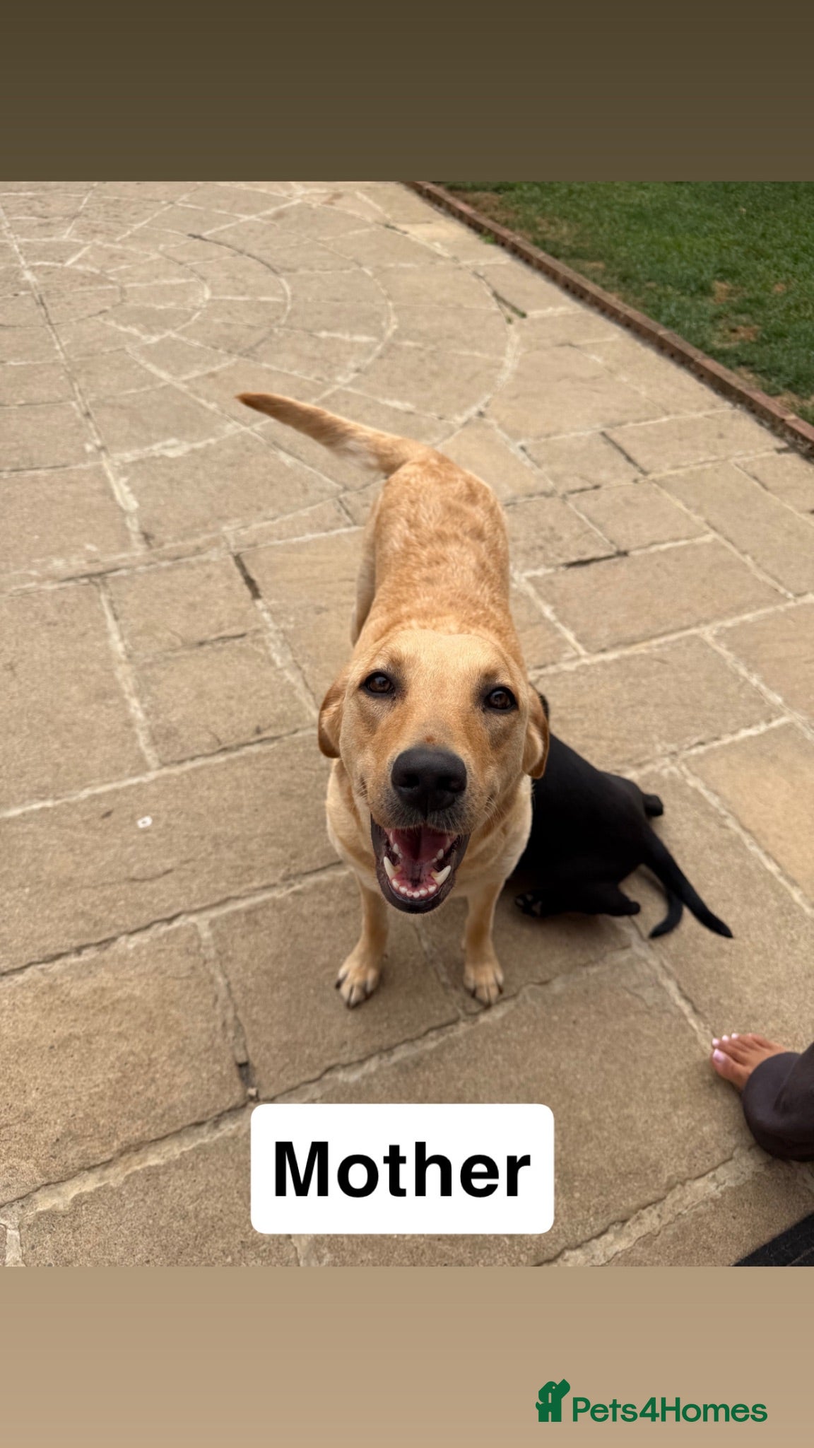 Labrador Retriever dogs 4 gorgeous Labrador puppies  - Advert 1