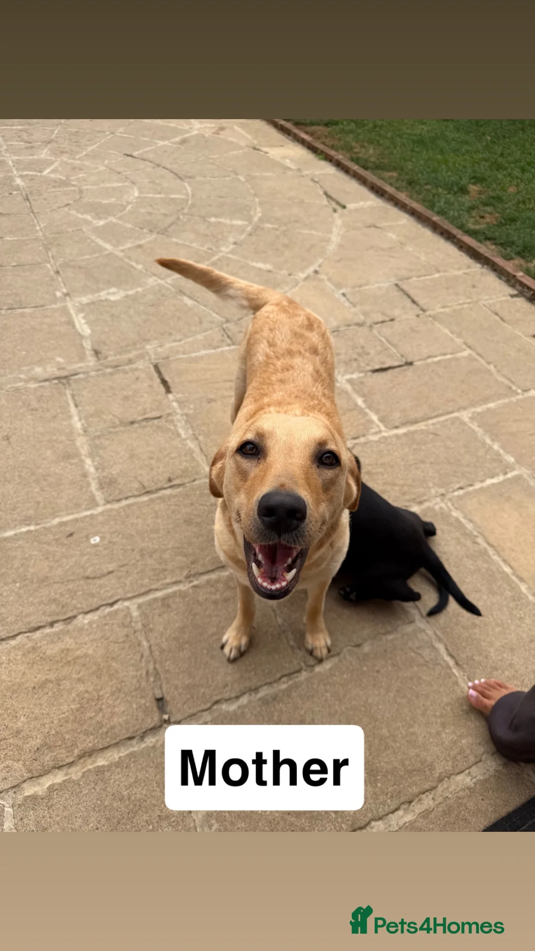 Labrador Retriever dogs for sale: 4 gorgeous Labrador puppies  - Advert 2