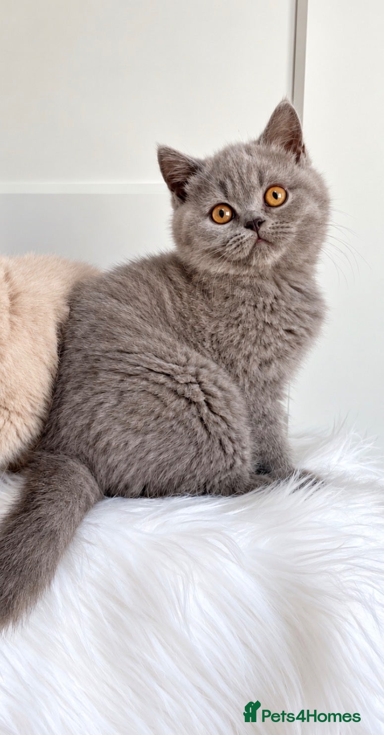 British Shorthair cats for sale: 💥💙 BEAUTIFUL BLUE MALE KITTEN CHAMPION LINES  - Advert 20