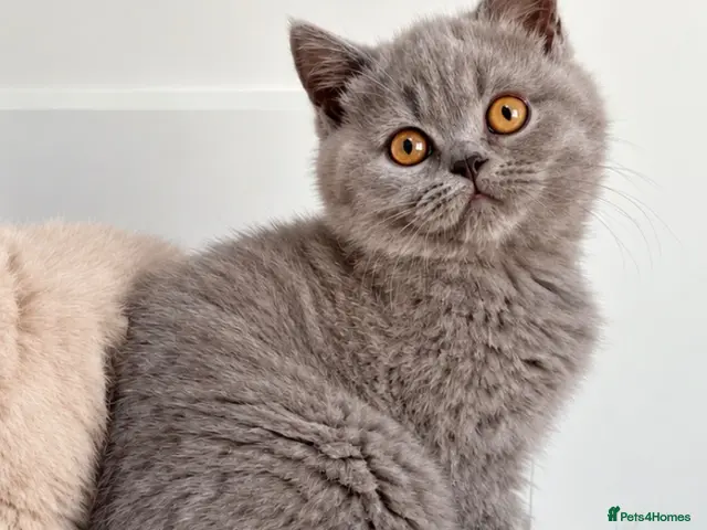 British Shorthair cats for sale: 💥💙 BEAUTIFUL BLUE MALE KITTEN CHAMPION LINES - Advert 10