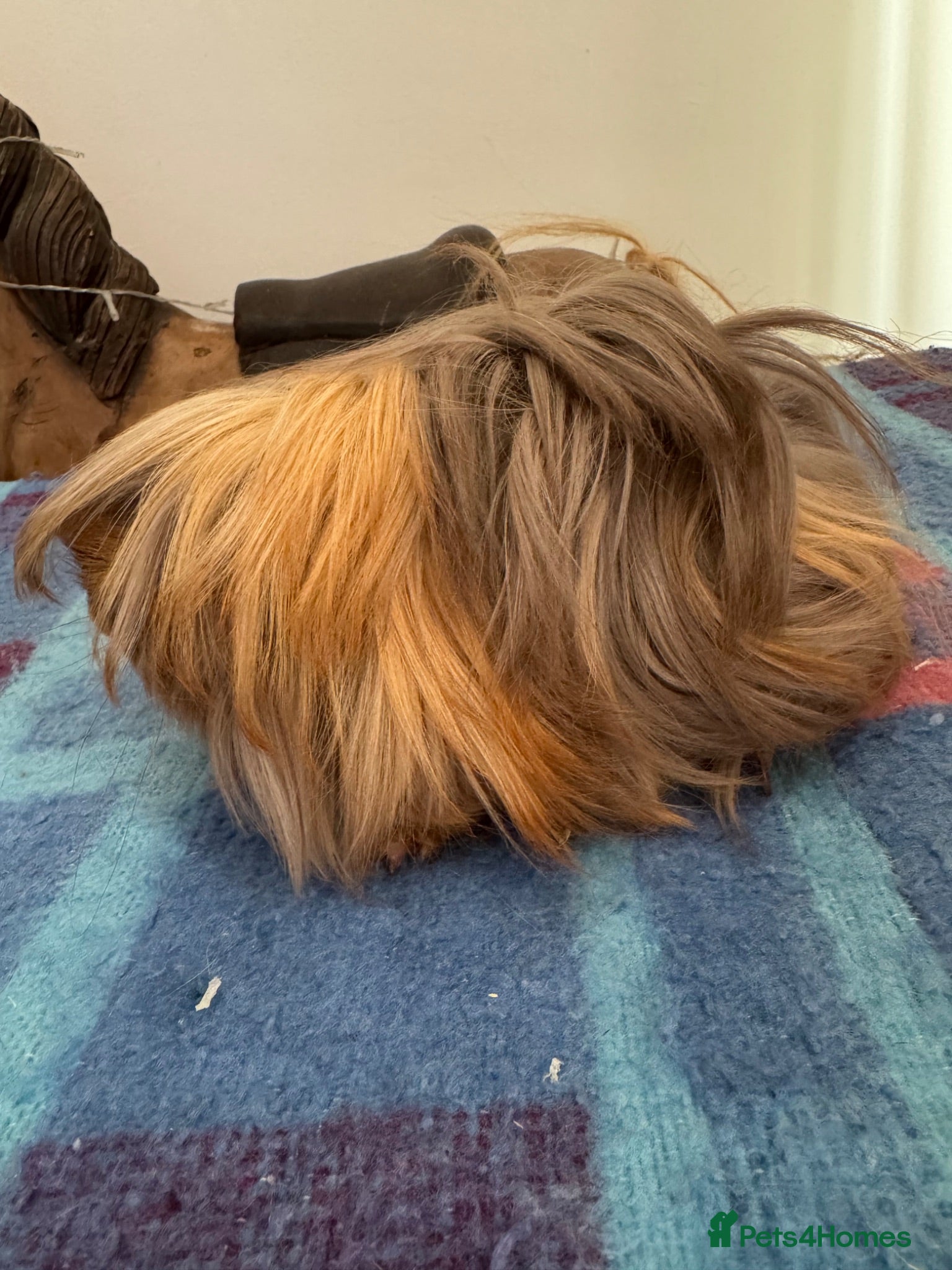 Guinea Pig rodents Peurvian guinea pig boar 4 mths  - Advert 16
