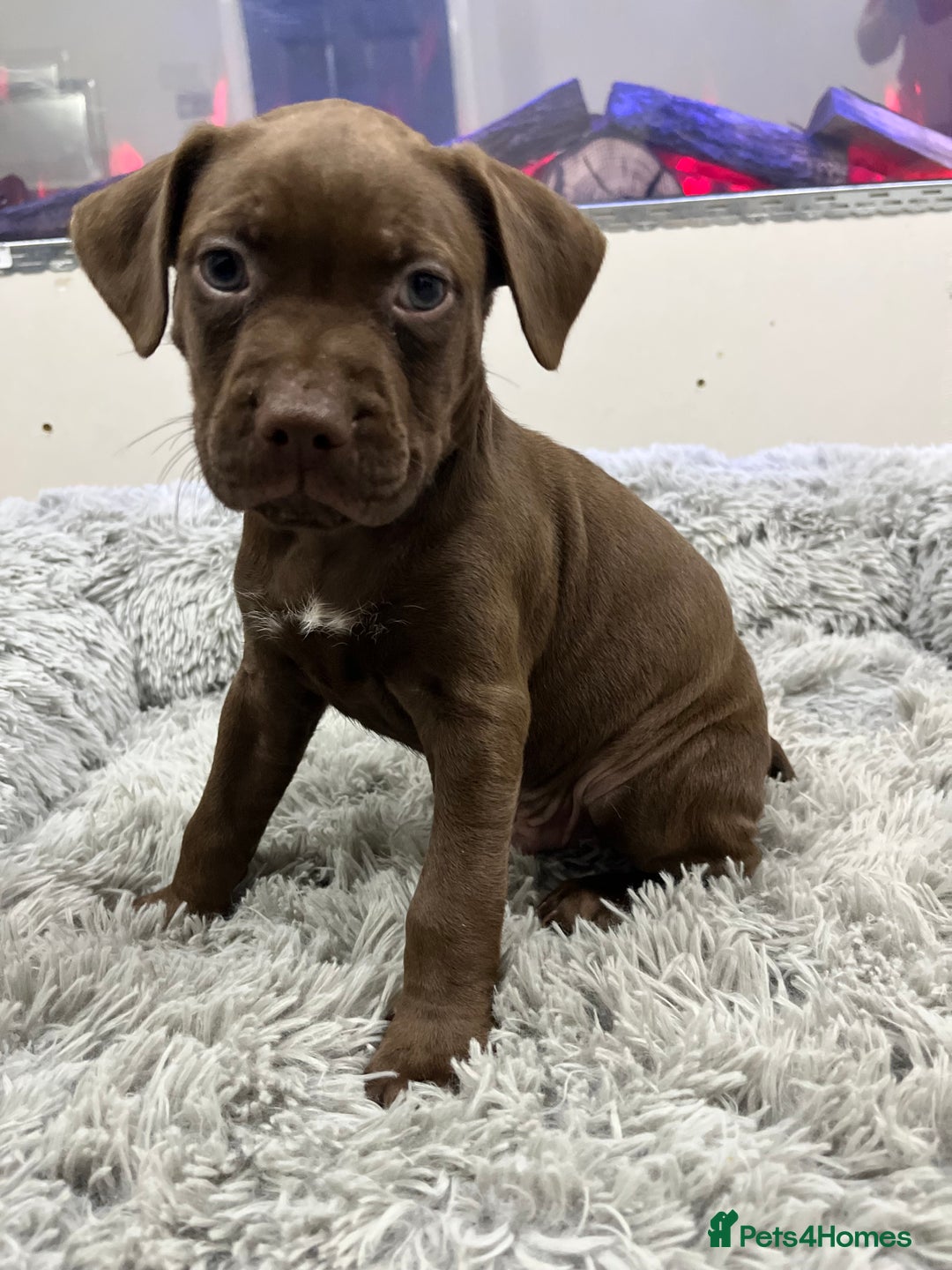 American Bull Staffy dogs for sale: Staffy Bull Puppies - Advert 38