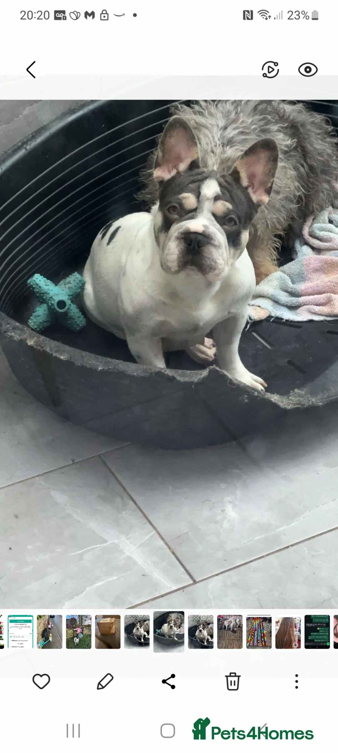 French Bulldog dogs for sale: 5 French Bulldog puppies. Platinums in Calne - Advert 2