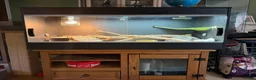 Bearded Dragon reptiles for sale: Male Bearded Dragon with full Vivarium setup in Blackwood - Advert 5