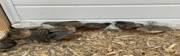 Quail poultry for sale: Button quails - Advert 8