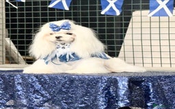 Maltese dogs for stud: ⭐️Tiny Korean Maltese Stud - Proven ⭐️ in Clydebank - Image 3
