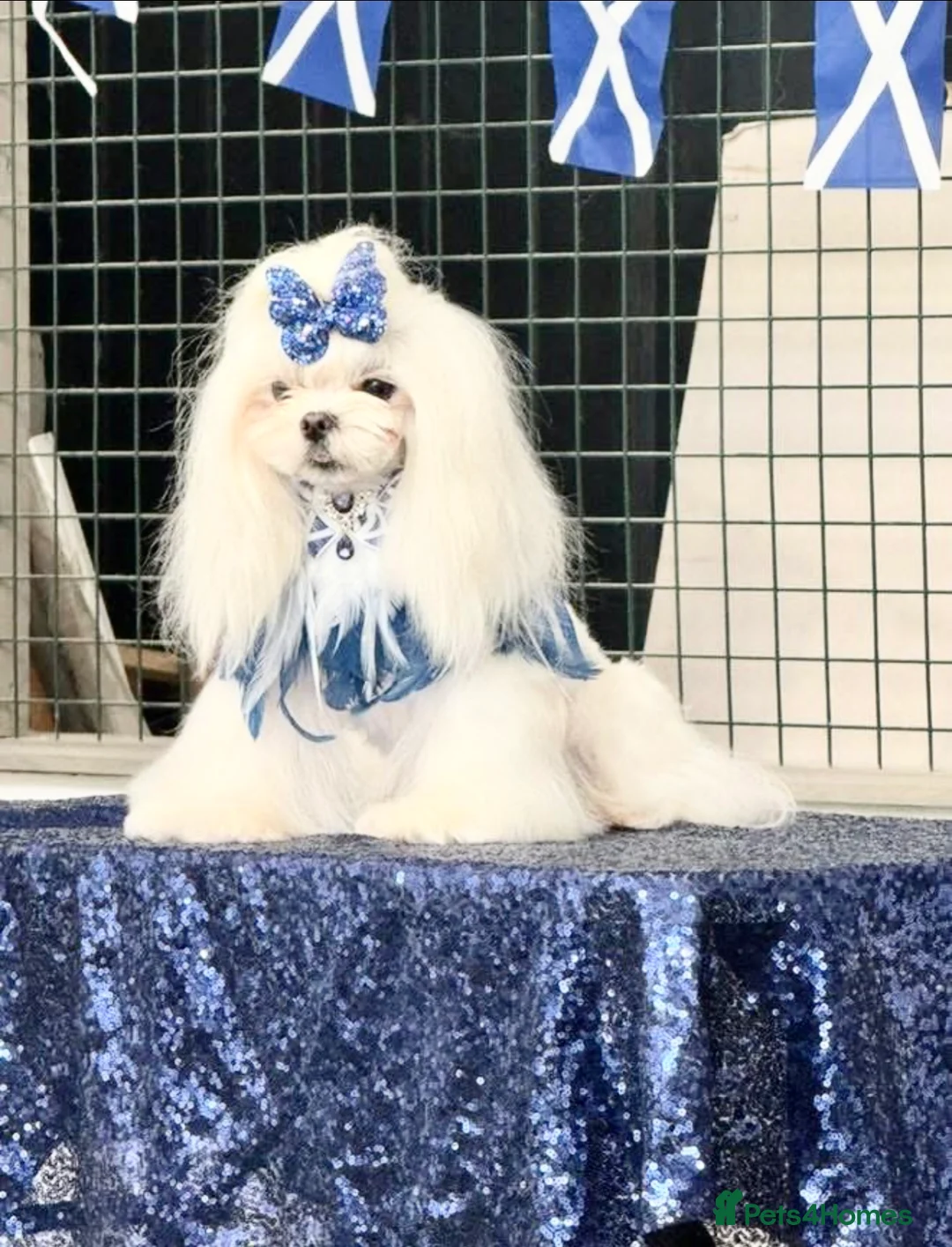 Maltese dogs for stud: ⭐️Tiny Korean Maltese Stud - Proven ⭐️ in Clydebank - Advert 3