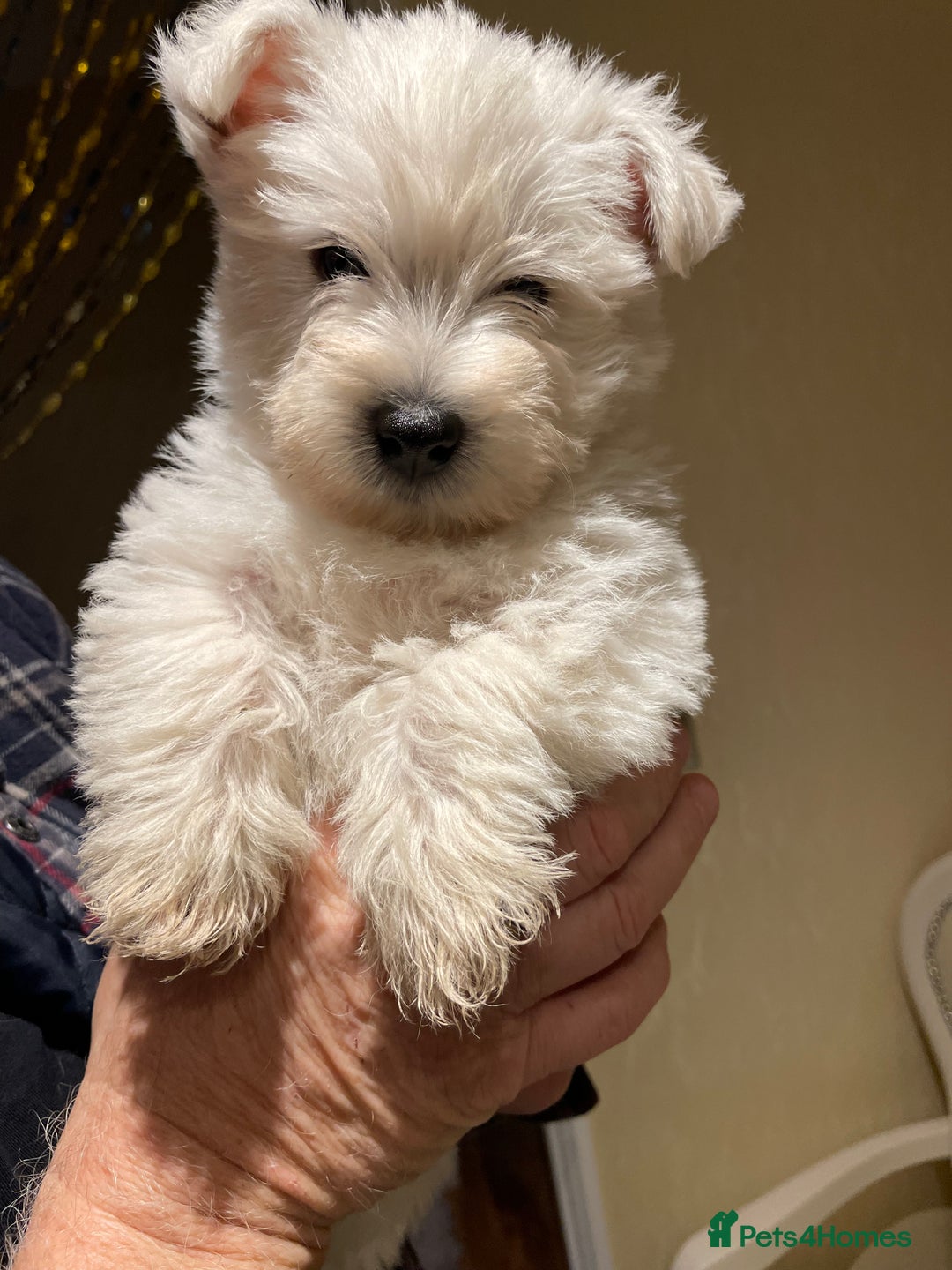 West Highland Terrier dogs for sale: West highland terrier  - Advert 19