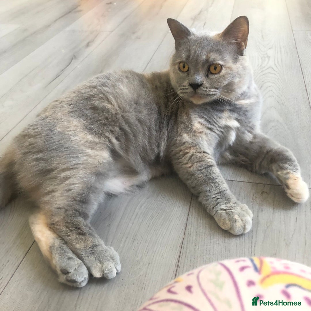 British Shorthair cats for sale: OUTSTANDING GCCF + HEALTH TESTED BSH + BLH KITTENS - Image 6