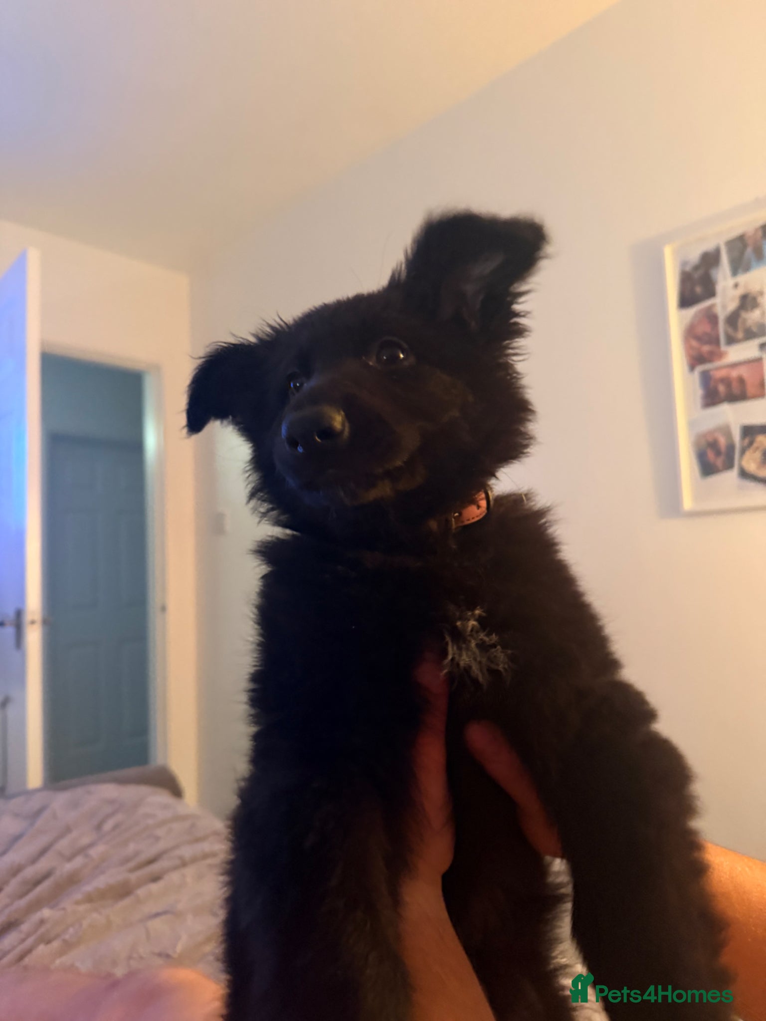 German Shepherd dogs German shepherd puppy for sale  - Advert 1