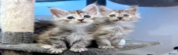 Maine Coon cats for sale: Beautiful Maine coon kittens - Advert 16