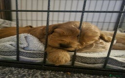 Mixed Breed dogs for sale: Cavapoochons  - Image 3