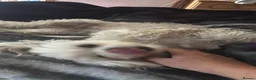 Maltese dogs for sale: Maltese girl  - Advert 6