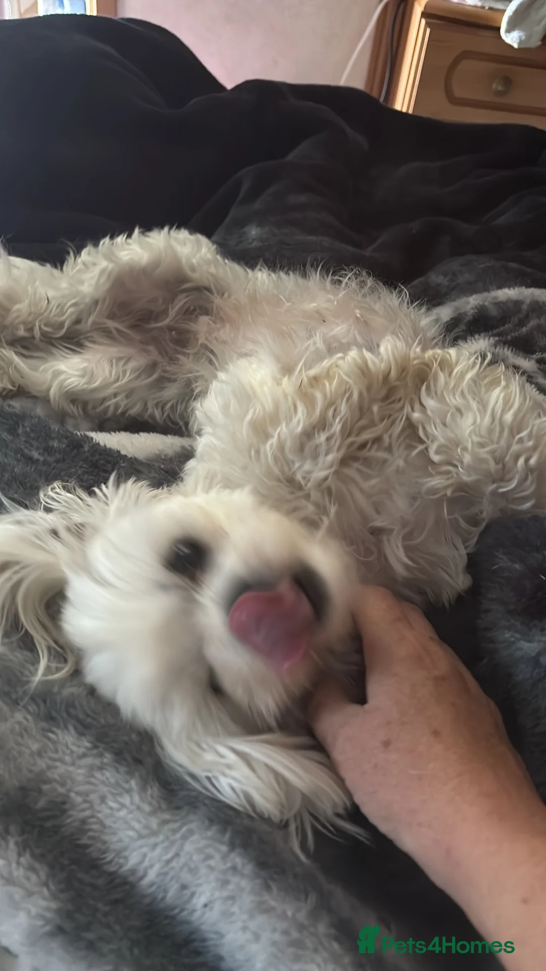 Maltese dogs for sale: Maltese girl  - Advert 6