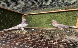 Pigeons birds for sale: Pigeons for sale - Image 35