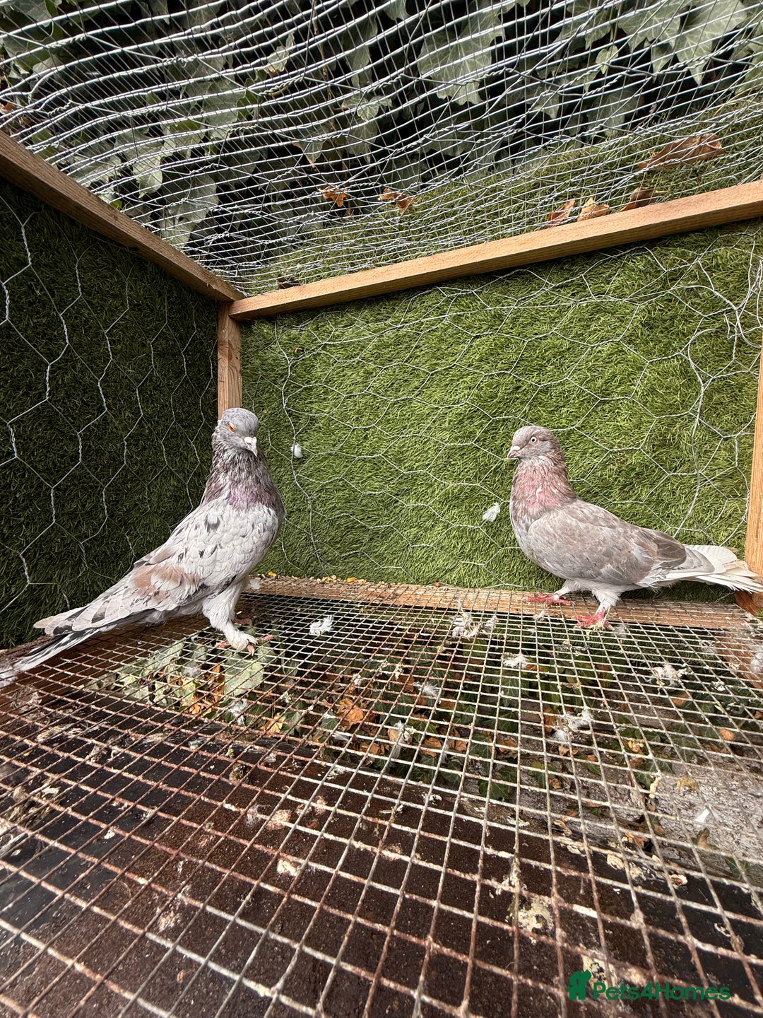 Pigeons birds for sale: Pigeons for sale - Image 35