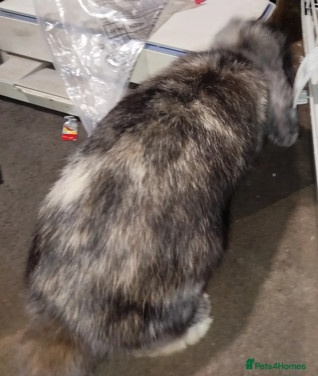 Mini Lop rabbits for sale: ADOPTION required for 2 mini lops in Slough - Advert 7