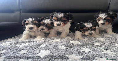 Biewer Terrier dogs - Advert 14