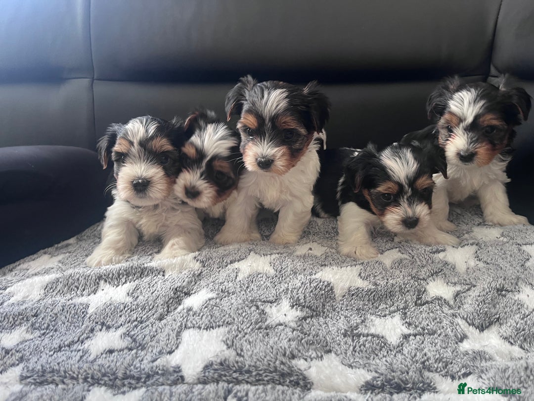 Biewer Terrier dogs for sale: *Last boy ready for new home*Pure Biewer Terriers - Advert 6