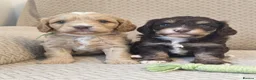 Cavapoo dogs for sale: STUNNING RARE CHOCOLATE CAVAPOO PUPPIES  - Advert 1