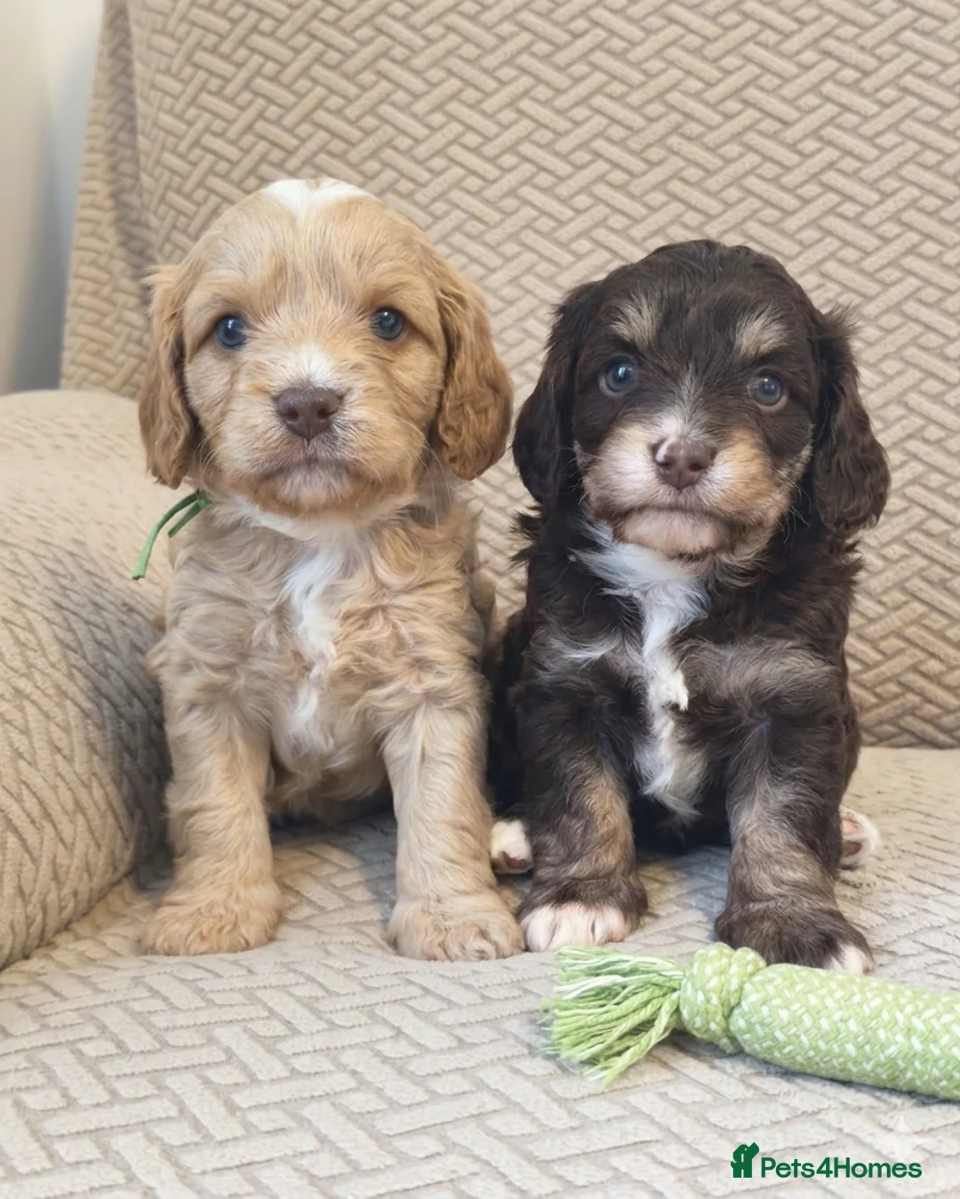 Cavapoo dogs for sale: STUNNING RARE CHOCOLATE CAVAPOO PUPPIES  - Advert 1