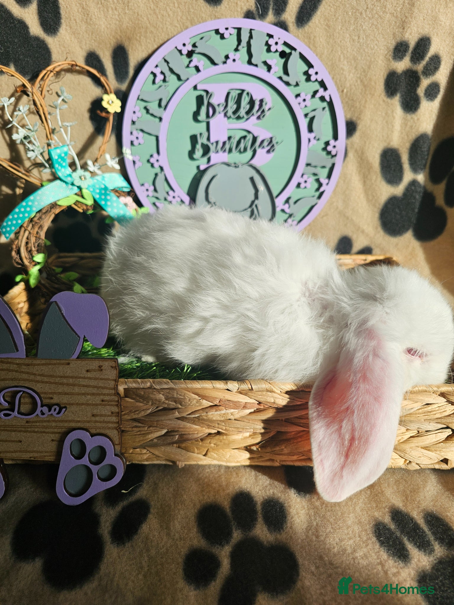 French Lop rabbits Vaccinated Giant French Lops - Advert 2