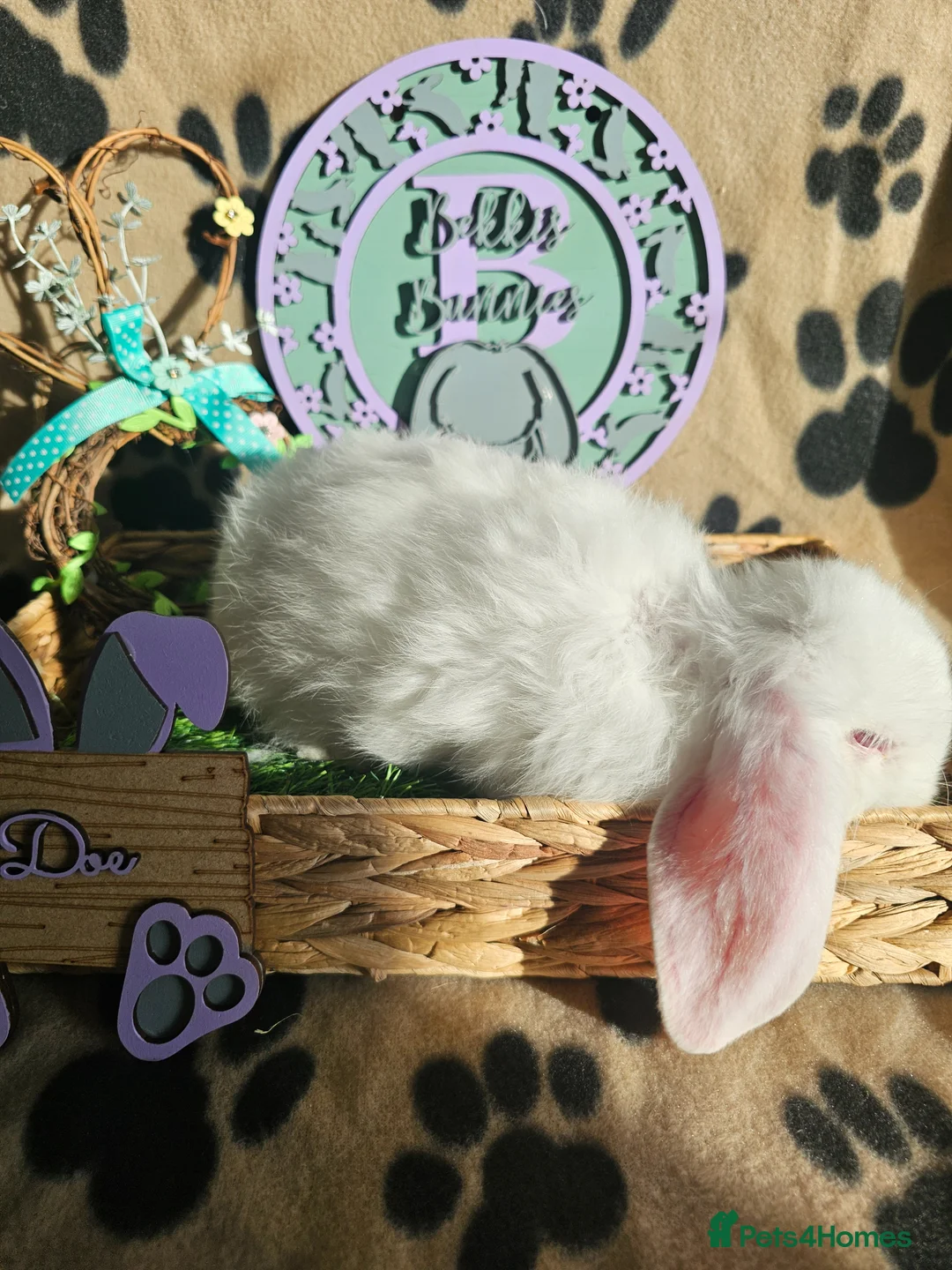 French Lop rabbits for sale: Vaccinated Giant French Lops - Advert 2