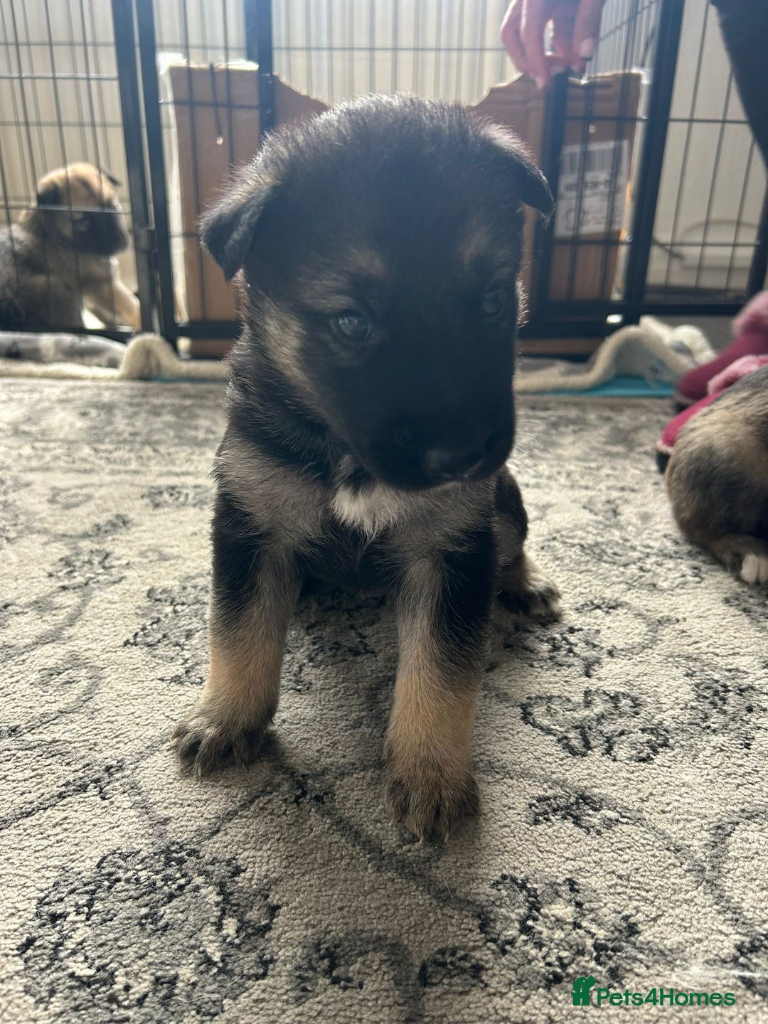 Shepsky dogs for sale: Shepsky - Image 7