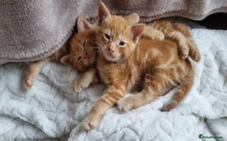 Mixed Breed cats for sale: Adorable Kittens. Ginger males - Image 13
