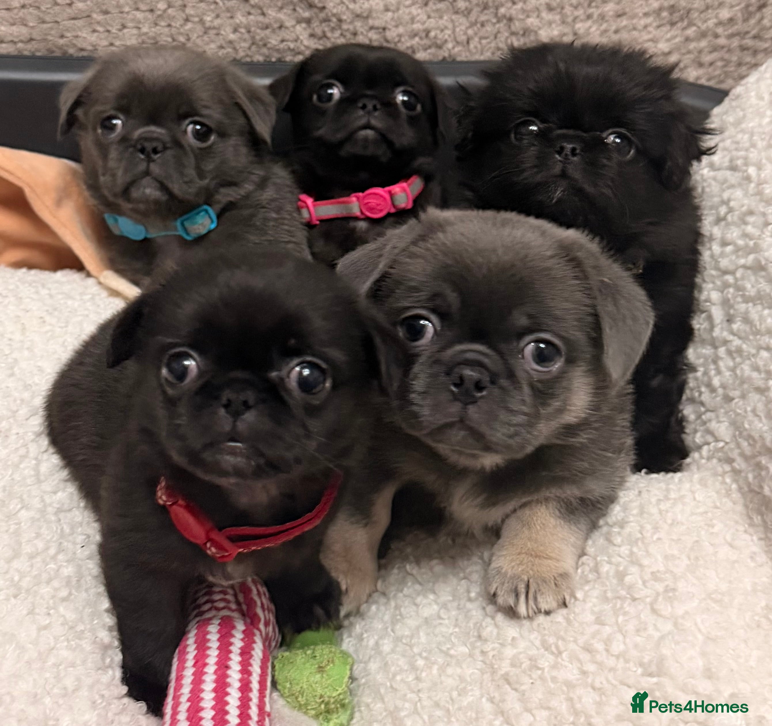 Mixed Breed dogs Beautiful pugingese pups 😍 - Advert 4