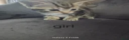 Toyger cats for sale: Toyger polydactyl kittens  - Advert 3