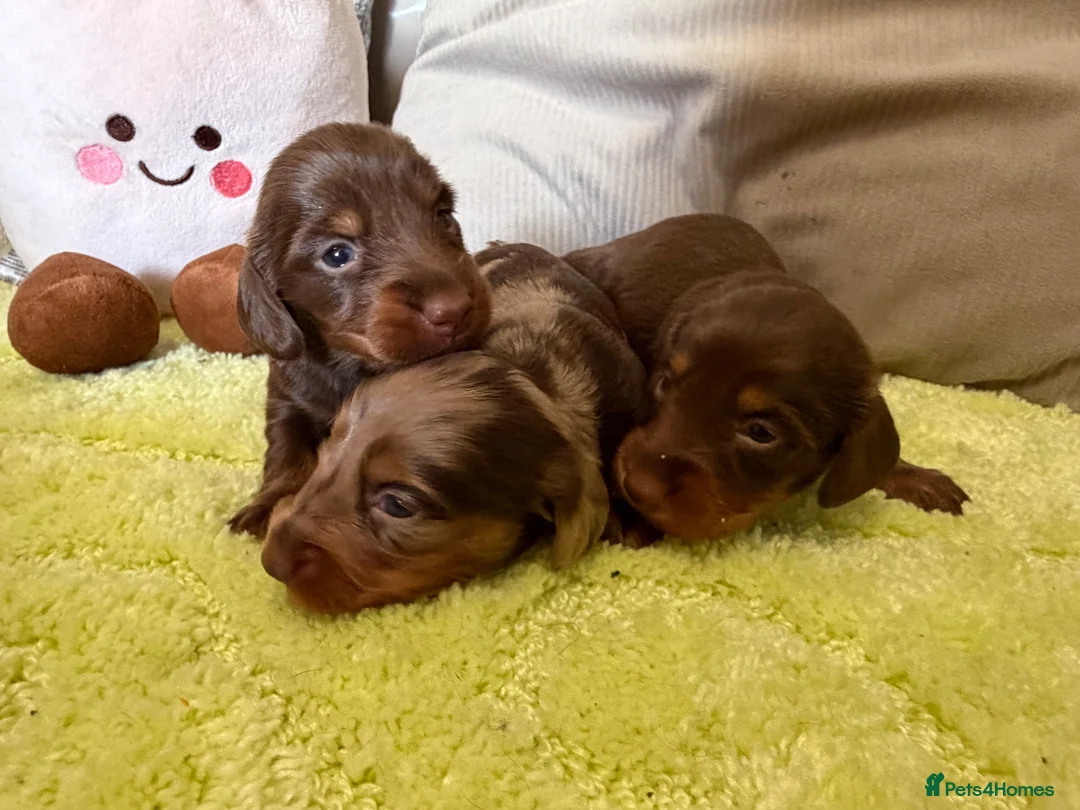Miniature Dachshund dogs for sale: Beautiful long haired miniature dachshunds - Advert 1