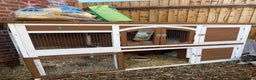 English rabbits for sale: 2 x Rabbits - Advert 11