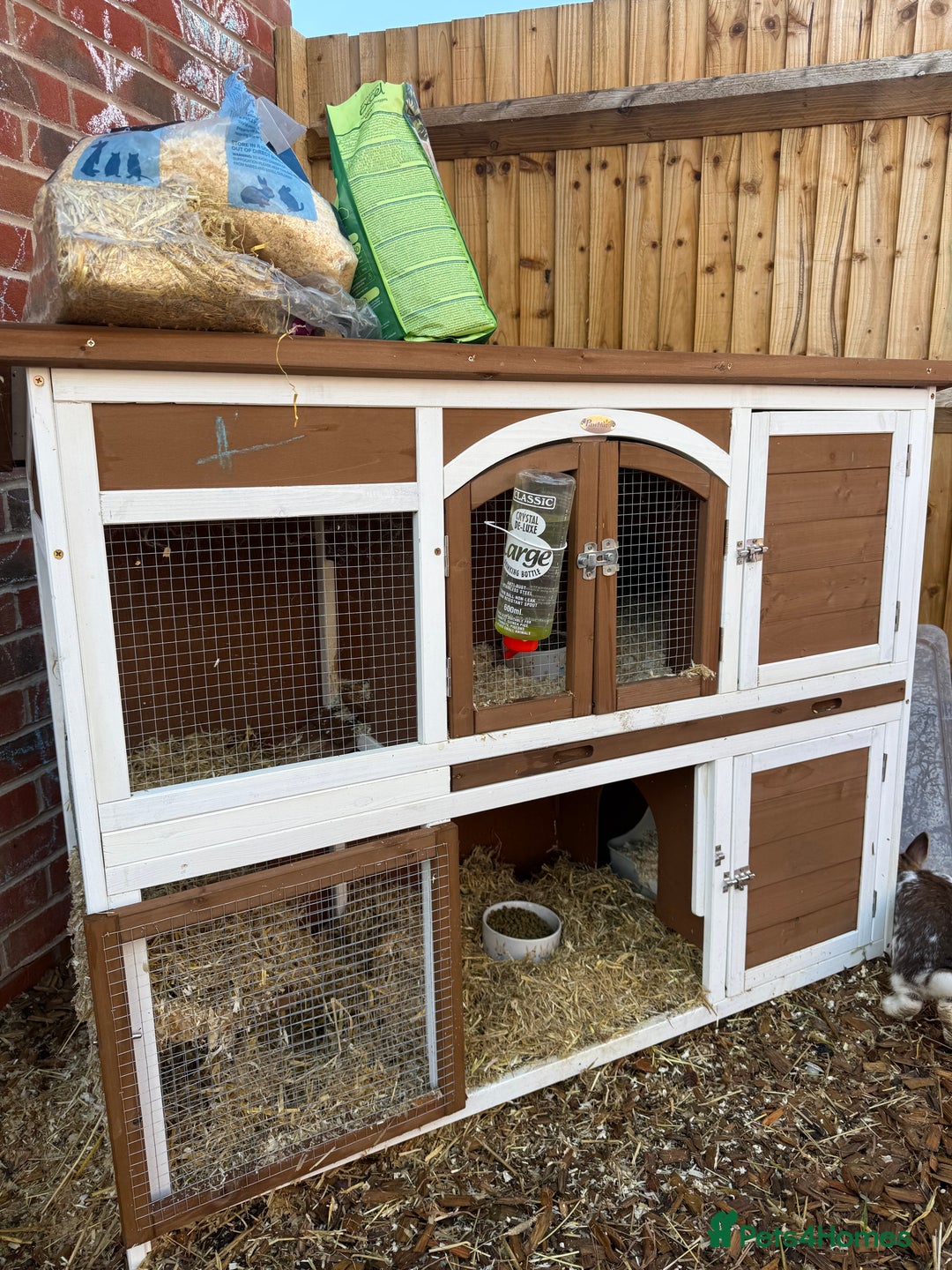 English rabbits for sale: 2 x Rabbits - Advert 11