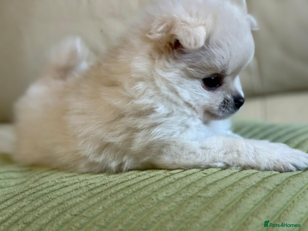 Pomapoo dogs for sale: Fluffy 4 Pomapoo Puppies Ready for Their Homes - Advert 17