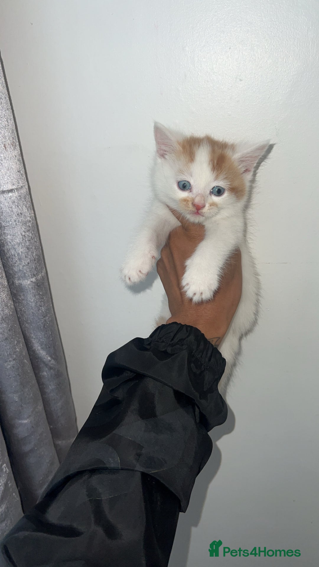 Mixed Breed cats for sale: Beautiful kittens looking for new homes!! - Image 11
