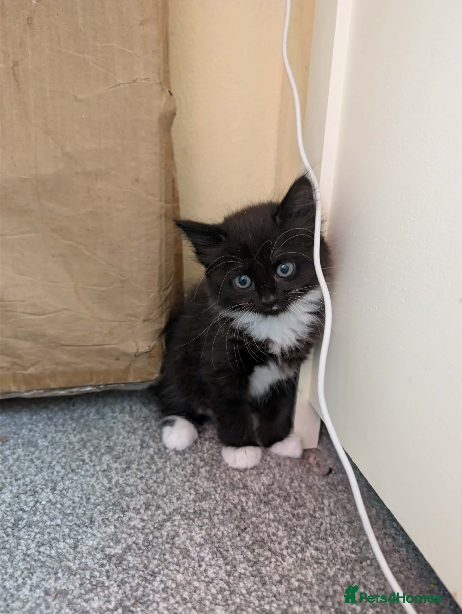 Mixed Breed cats  beautiful tuxedo kittens Ready now - Advert 1