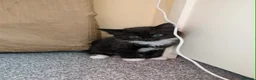 Mixed Breed cats for sale:  beautiful tuxedo kittens Ready now - Advert 1
