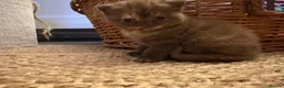 British Shorthair cats for sale: Beautiful British shorthair females  - Advert 10