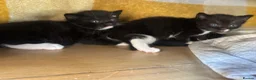 Mixed Breed cats for sale: 4 healthy black and black and kittens  - Advert 12