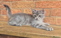 Maine Coon cats for sale: Beautiful Maine Coon kittens - Image 17