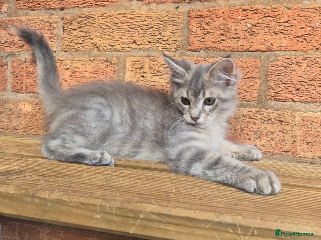 Maine Coon cats for sale: Beautiful Maine Coon kittens - Image 17