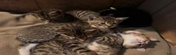 Mixed Breed cats for sale: 5 beautiful kittens  - Advert 10