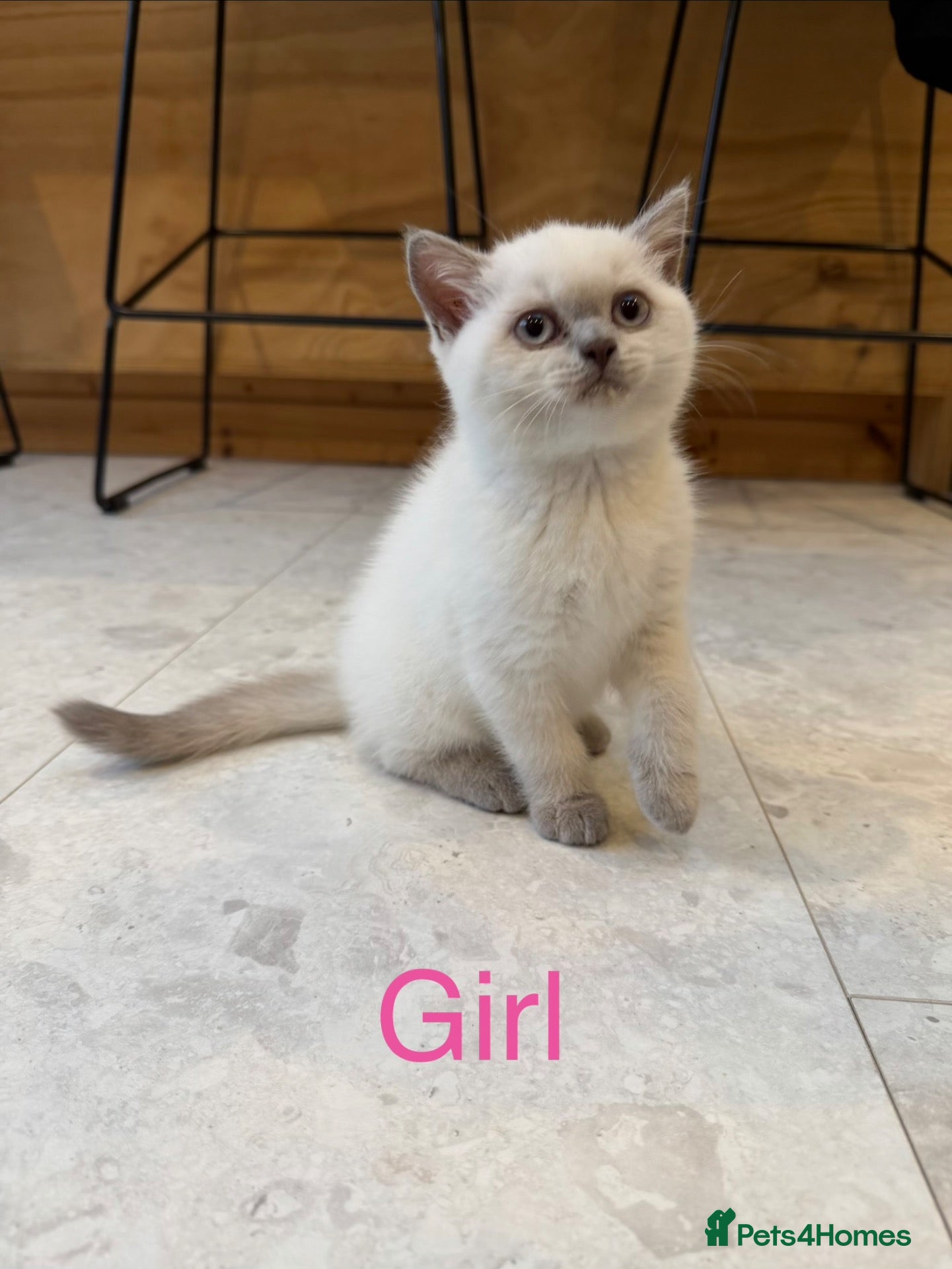 British Shorthair cats 2 x Colourpoint British Shorthair Kittens - Advert 2