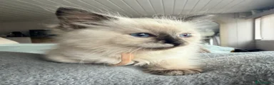 Ragdoll 6