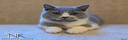 British Shorthair cats for sale: UPDATED PICS - GCCF REG BSH KITTENS - Advert 7