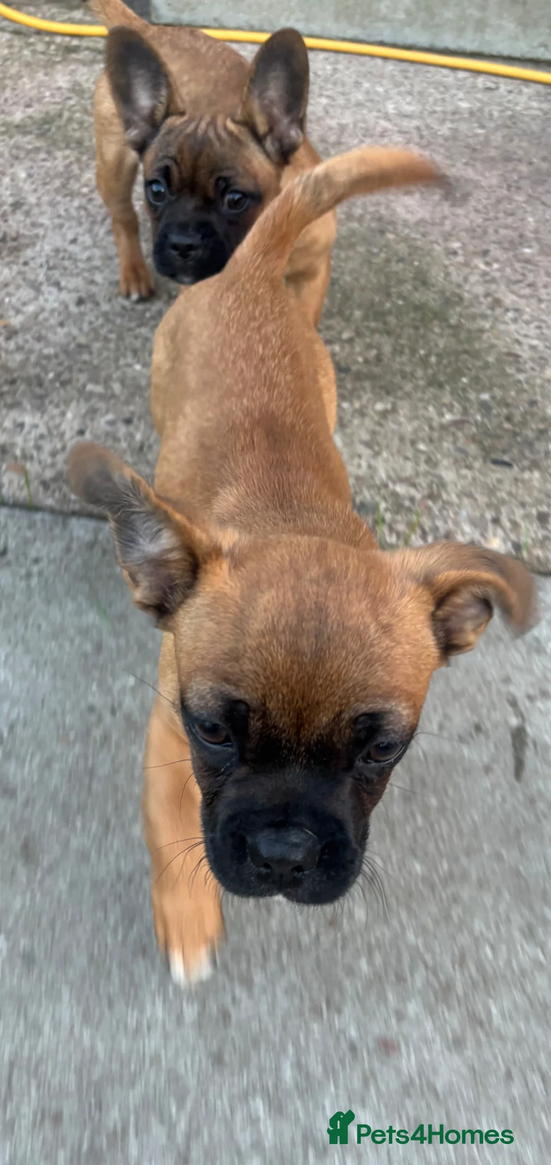Mixed Breed dogs for sale: Pure breed French bulldog x mixed breed in Barnsley - Advert 6