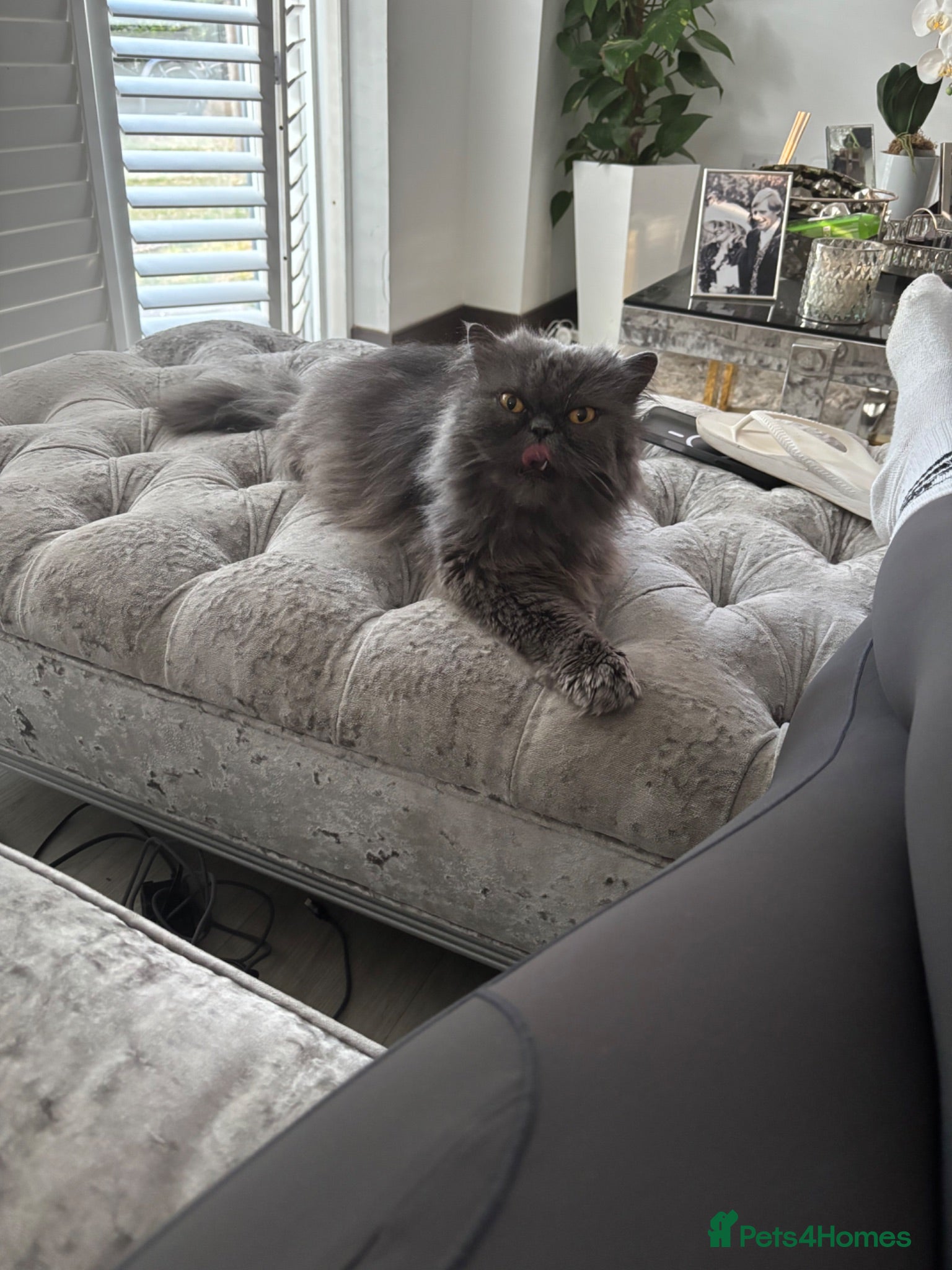 Persian cats Blue Longhaired Persion - Advert 7