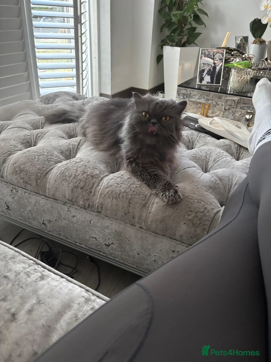 Persian cats for sale: Blue Longhaired Persion - Advert 1
