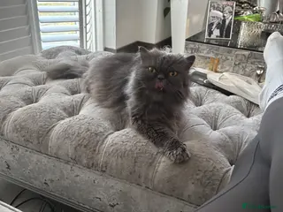 Persian cats Blue Longhaired Persion - Advert 7